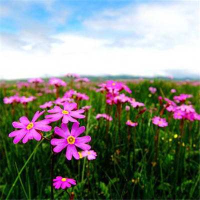 乐鱼平台app下载官网